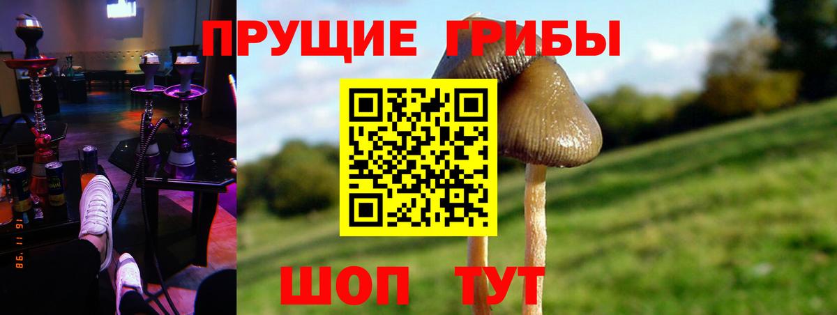 Псилоцибиновые грибы мицелий  где купить наркотик  Зеленодольск  Галлюциногенные грибы Psilocybe  Вход с VPN 